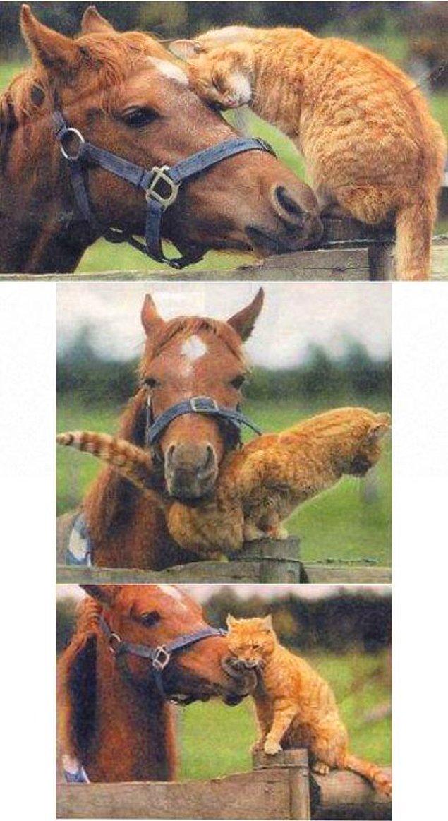 14. İmkansız bir aşk yaşar bir atla.