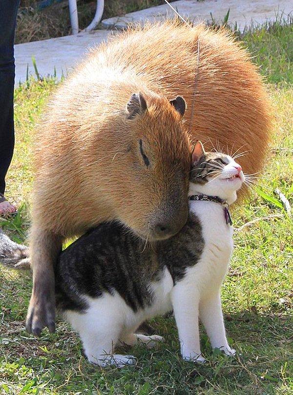 9. Hatta kapibarayla da dost olabilirler.