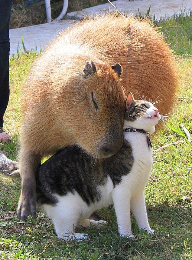 9. Hatta kapibarayla da dost olabilirler.