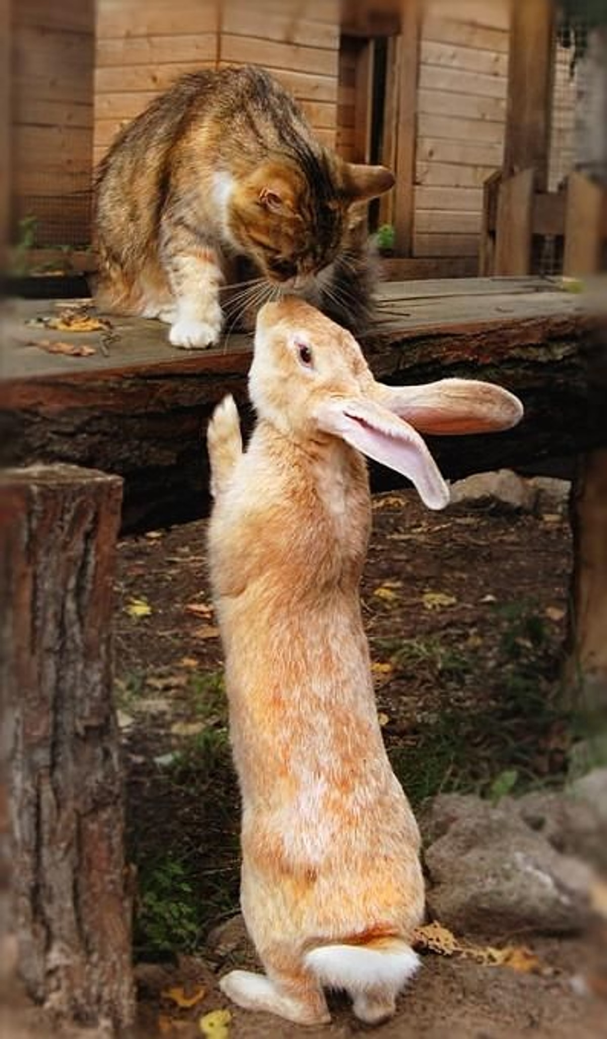 Зайчик и котик обнимаются