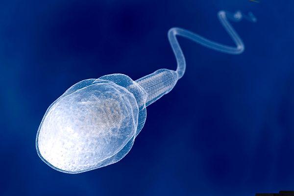 24. The testicles hang apart from the body so that they can stay cooler. The sperm dies in body temperature.