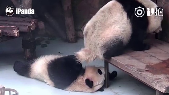 Her Daim Sevimli Olmayabiliyorlar: Uyuyan Arkadaşının Suratına Pisleyen Panda