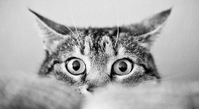 Kedi Severler Toplaşın: Sakarlıklarıyla Gününüz Neşelendirecek Birbirinden Sevimli Minnoşlar