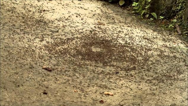 Ants leave pheromones behind as they walk.