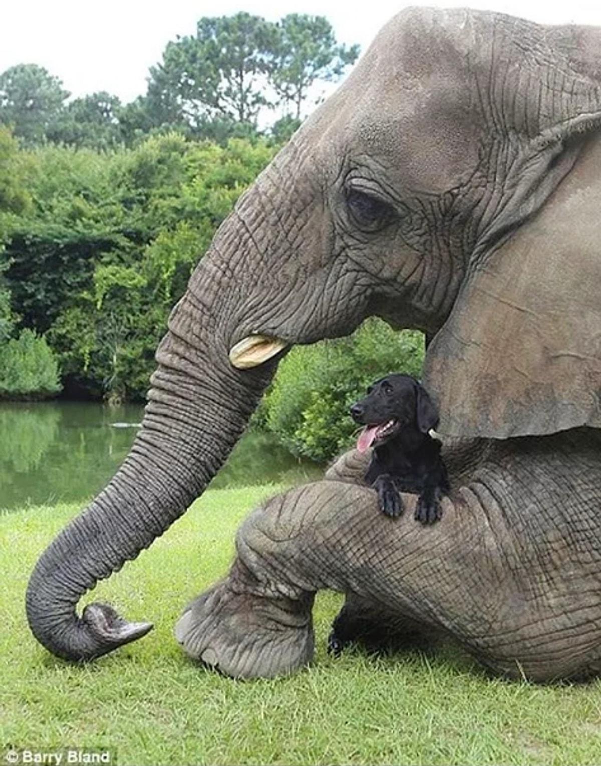 Друзья слоник. Слон и слониха. Удивительный слон. Слон фото. Слоны фото.