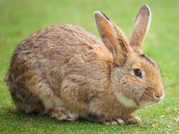 18. Tavşanlar, genellikle gözleri açık uyumaktadır.