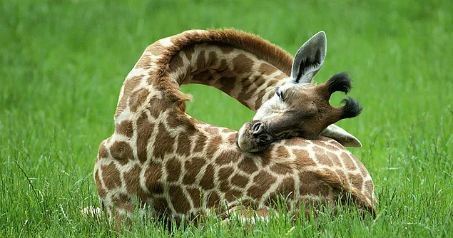 Zürafalar 24 saatlik döngü içerisinde yalnızca 5-30 dakika arası uykuya ihtiyaç duymaktadır.