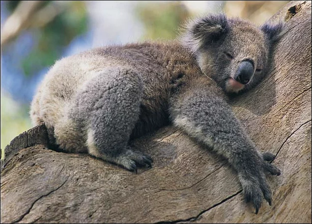 Koalalar günün ortalama 20 saatini uyuyarak geçirmektedir.