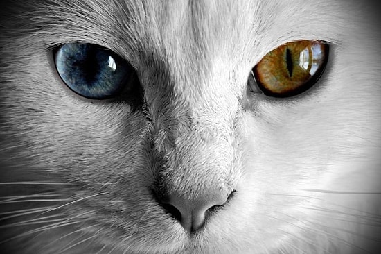 Van Kedisinden Güzel Haber:  'Geleceği Parlak'