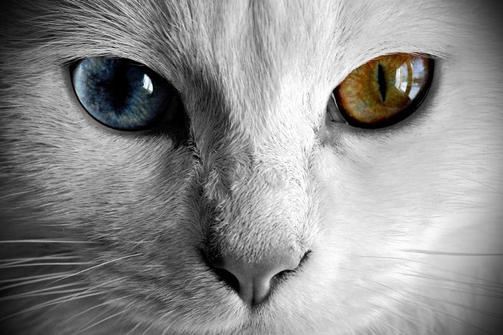 Van Kedisinden Güzel Haber:  'Geleceği Parlak'