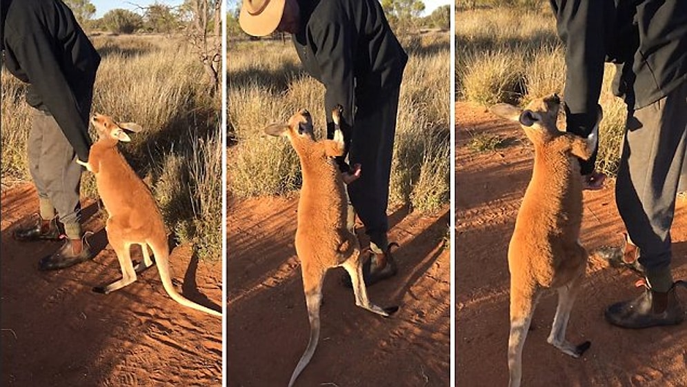 Lütfen Gitme! Bakıcısının Gitmesine İzin Vermeyen Kanguru