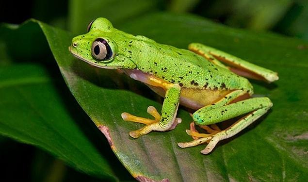 7. When frogs throw up, their stomachs come out of their mouths. After cleaning it with their frontal legs, they swallow their stomach back again.
