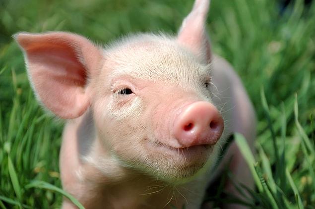 22. Pigs have 30 minute orgasms.