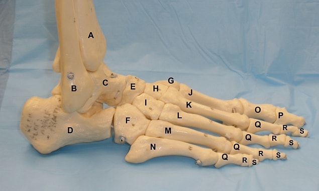 24. 1 in 4 of all the bones in our body are in our feet.