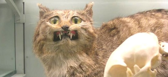 Ужасы таксидермии: когда мастер немного "ку-ку"