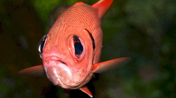 3. Рыбы: Способны выплакать реку слез