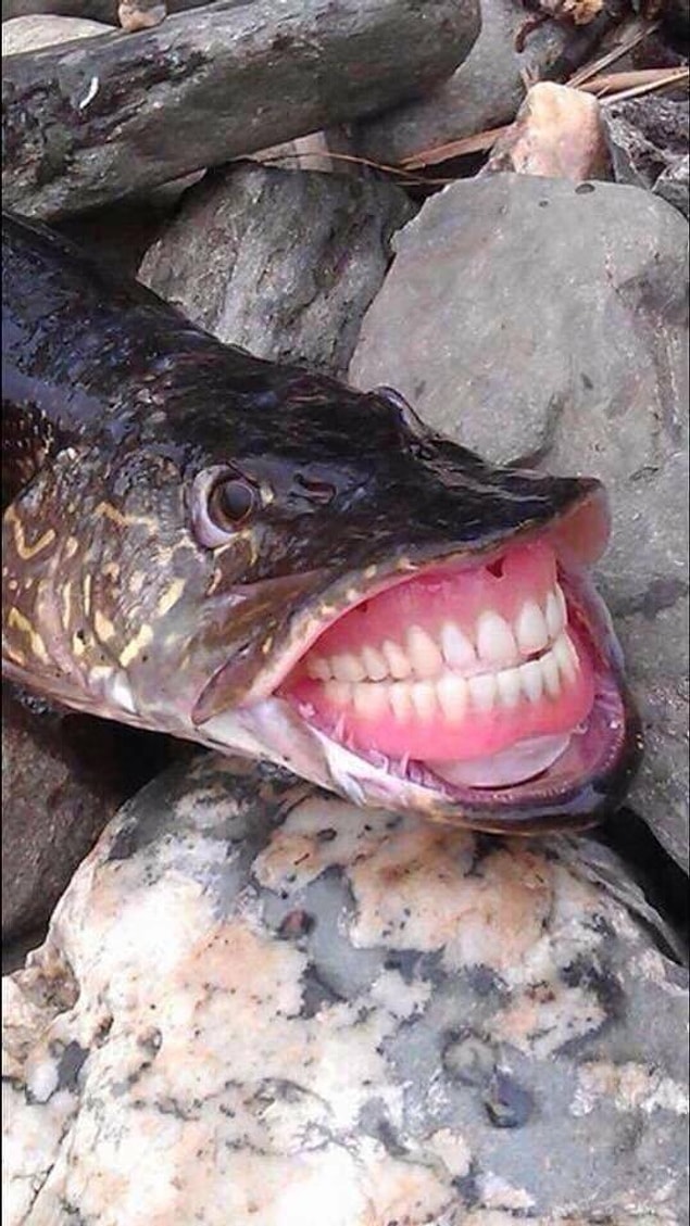 5. Extremely photogenic fish