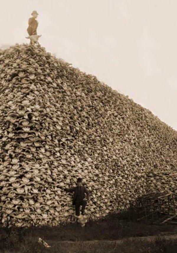 15. Yerlilerin tükettiği bufaloları öldüren Amerikalı askerler, 1800'ler
