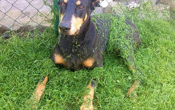 3. Эта собачка не хотела вставать, когда мимо нее проезжала газонокосилка. Умно это или нет, решайте сами :)