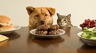 Yemek Zevkine Göre Kedi İnsanı mı Yoksa Köpek İnsanı mısın?