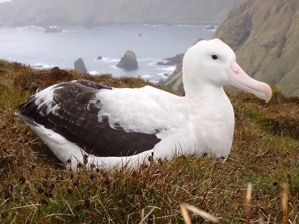 4. Yuvasını dişi kuşlarla kuran dişi kuş: Dişi Albatroslar