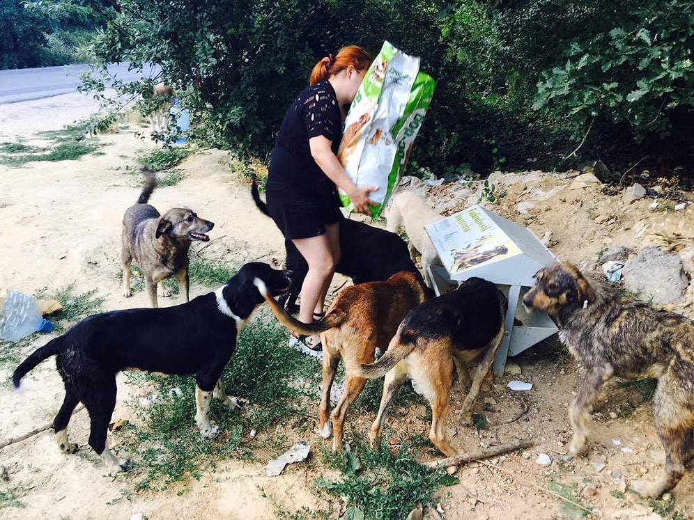 Onlar Bize Muhtaç: Reşadiye’deki Can Dostlarımız Umutlu Gözlerle Yardımınızı Bekliyor!