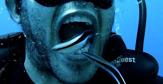 Dünyanın En İyi Dişçileri Suların Altında: Dişlerini Balıklara Temizleten Bir Acayip Dalgıç