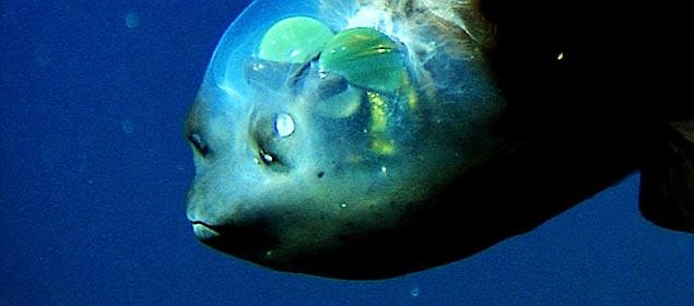Barreleye Balığı