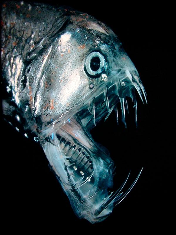 Pençediş Balığı