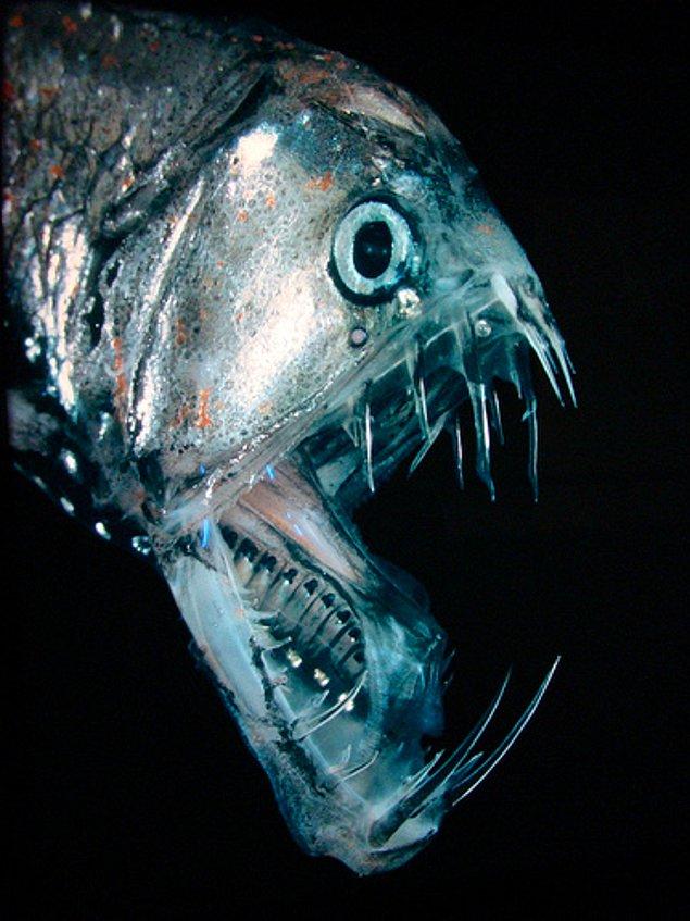 Pençediş Balığı