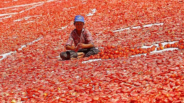 2016'nın 7 ayında 11 bine yakın kurutulmuş domates ihracatı yapıldı