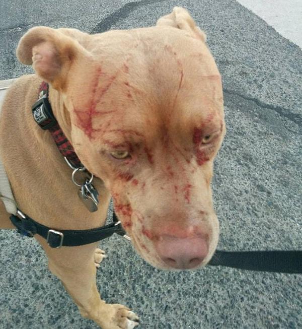 Geçtiğimiz hafta Victoria, British Columbia'da meydana gelen olayda pitbull cinsi köpeklerden biri zor kurtulurken saldıran kedide bir sıyrık bile yoktu.