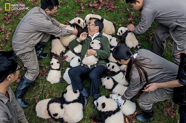 Proje, Çin'deki panda yaban hayata dönüş tesislerinde başladı. Zhang Hemin (Panda Baba) liderliğindeki tutsak ayı popülasyonları arttı.