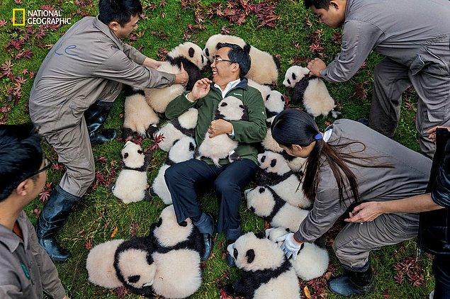 Le projet a débuté au Panda Wildlife Repatriation Facility en Chine.  Sous la direction de Zhang Hemin (Panda Dad), les populations d'ours en captivité ont augmenté.