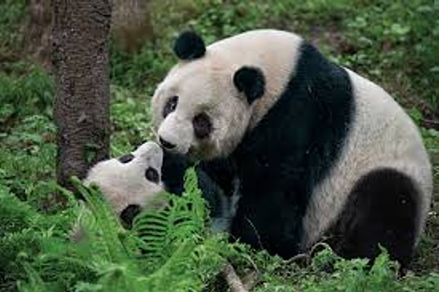 Panda Baba a été tellement impressionné par le costume de Vitale et son bon sens qu'il a embrassé Vitale.