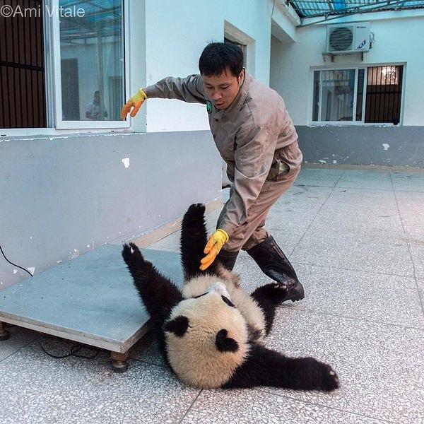 Bir yaşındaki panda yavrusu Jin Bao Bao, tartılırken yere yuvarlandı.