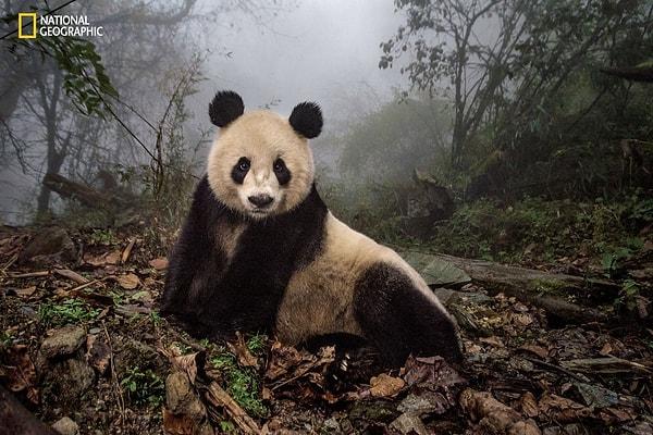 Vitale ve sinematografı Jacky Poon, panda çişiyle spreylenmiş kostümler giydiler. Bir gün, 16 yaşındaki Ye Ye ortaya çıktı, süper modelleri aratmayan bir poz verdi ve sonra ortadan kayboldu.
