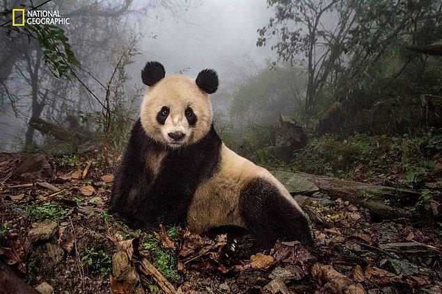 Vitale et son directeur de la photographie Jacky Poon portaient des costumes aspergés de pisse de panda.  Un jour, Ye Ye, 16 ans, est apparue, a pris une pose de mannequin, puis a disparu.