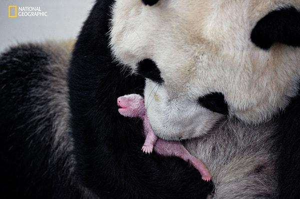 Dev pandalar doğduğunda ortalama ağırlıkları 100 gram, yani annelerinin 1/9'u kadar oluyor.