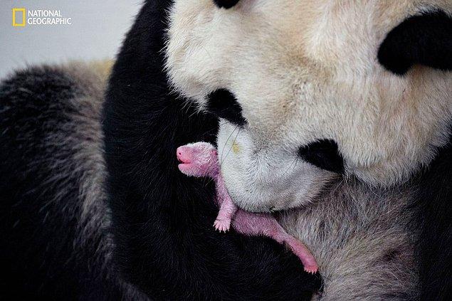 A la naissance des pandas géants, leur poids moyen est de 100 grammes, soit 1/9 de celui de leur mère.