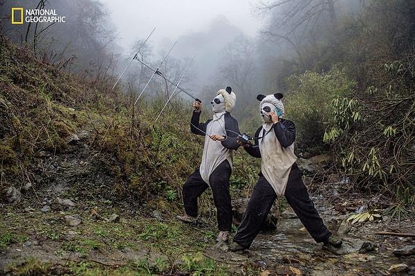 Bakıcılar Ma Li ve Liu Xiaoqiang, doğaya salınacak bir yakalı panda eğitimi için radyo sinyallerini dinliyorlar.