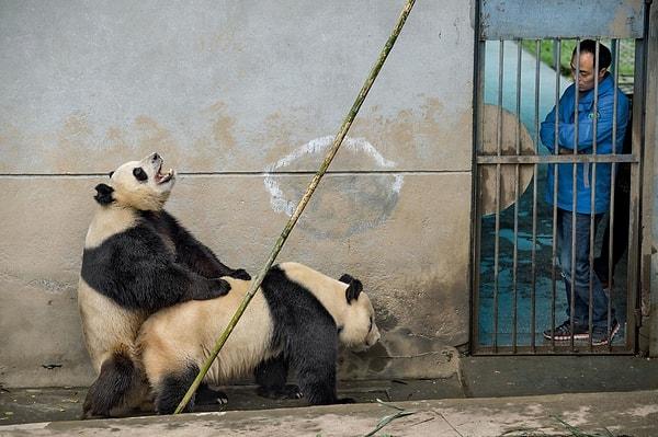 Panda Baba, pandaların uyarıcı seslere karşı çiftleşme videolarını çekmeyi denediklerini açıkladı. Ayrıca kadın vajina uyarıcısı almaya gittiğini ve devlet ödemeleri için fatura kestirmek zorunda kaldığını söyledi.