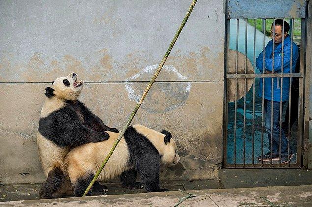 Panda Baba a expliqué qu'ils avaient essayé de filmer des vidéos d'accouplement de panda contre des bruits d'avertissement.  Elle a également dit qu'elle voulait acheter un stimulant vaginal et qu'elle devait accepter les paiements du gouvernement.