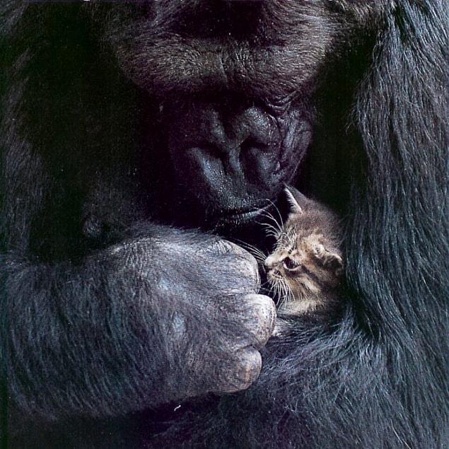 17. Koko Cuddling Her New Kitten