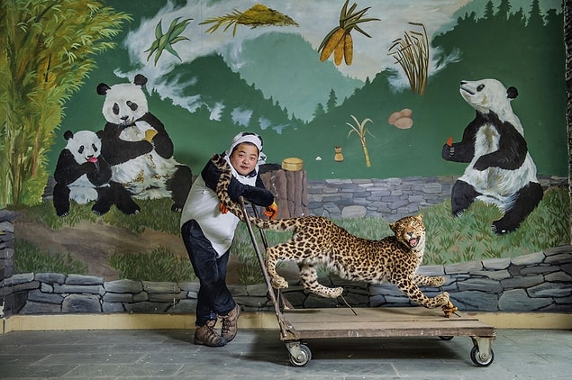 Les gardiens de zoo utilisent un léopard en peluche pour protéger les nouveau-nés des prédateurs. De cette façon, ils sont formés pour se protéger contre les prédateurs. Les grognements de panda aident à déterminer si l'ours peut vivre seul.