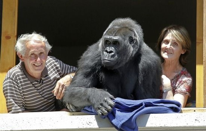 18 Yıldır Devasa Bir Gorille Aynı Evi Paylaşan Çift