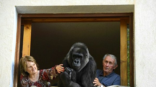 Fransa'nın Lyon şehrinde yaşayan Pierre ve Eliane Thivillon çifti, 18 yıldır bir gorille beraber yaşıyor.