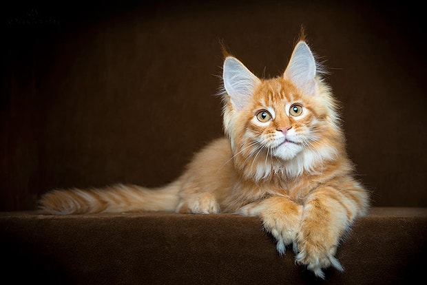 Maine Coon Irkindan Dunyanin En Buyuk Evcil Kedilerinin Yer Aldigi 21 Asil Portre