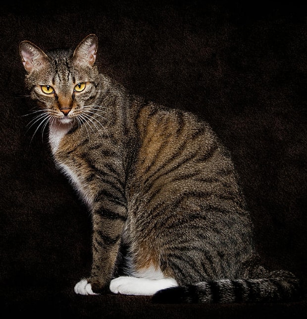 Maine Coon Irkindan Dunyanin En Buyuk Evcil Kedilerinin Yer Aldigi 21 Asil Portre