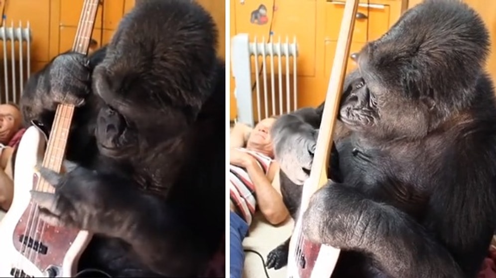 Geleceğin Rock Star'ı Olabilmek İçin Kolları Şimdiden Sıvayan Goril